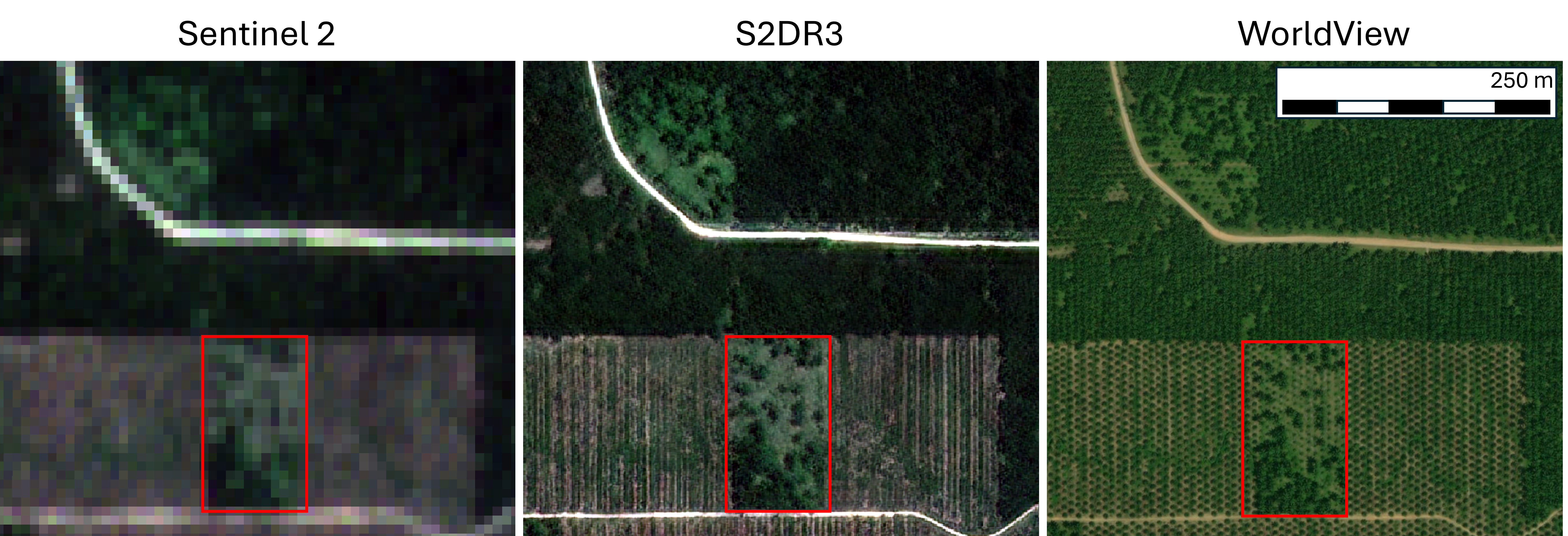 Palm oil plantation in South Sumatra enhanced with S2DR3 model showing individual palm tree canopies, demonstrating the model’s effectiveness in detecting vegetation structure from Sentinel-2 data