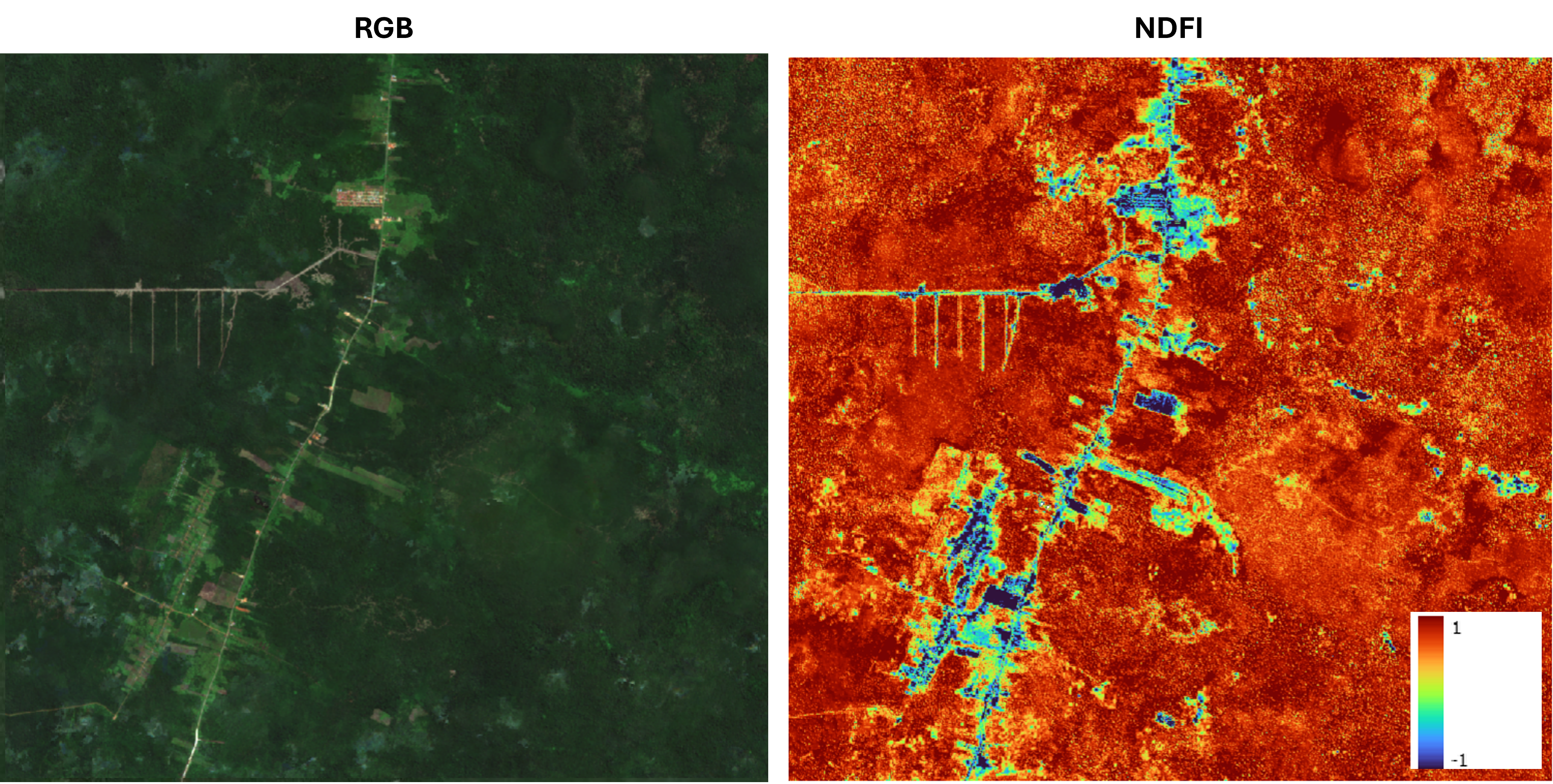 Iamge show the RGB Composite of Sentinel 1 Imagery in a Tropical Forest of Borneo on the left, and the NDFI result showing fraction of shadow corrected tree cover compared to soil and grass on the right